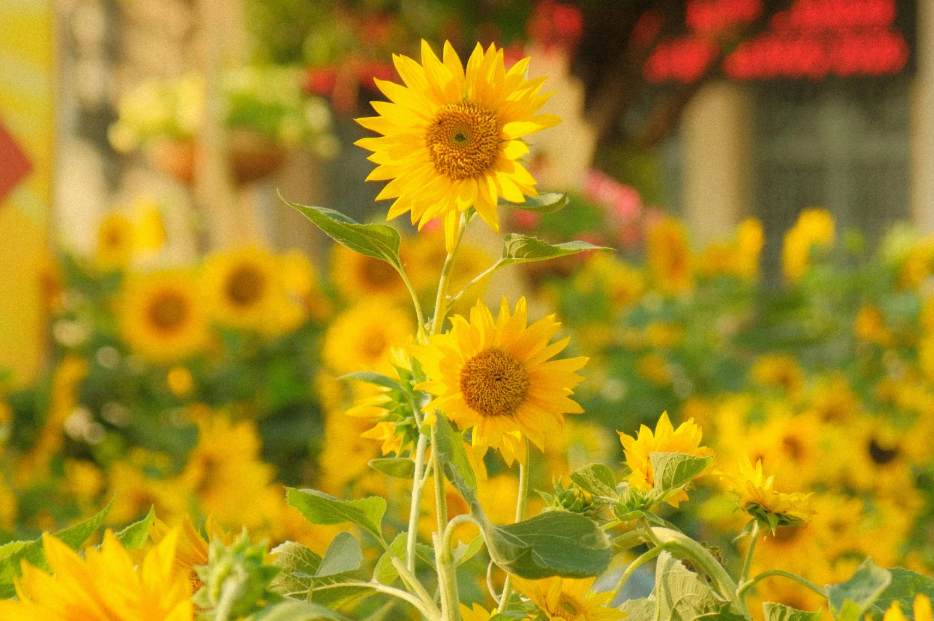 image_2026-05-12_111924246 Sunflower